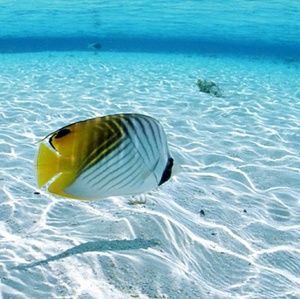 Meet your Posher, Tammie